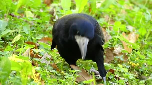 Большая черная ворона расследует зеленую лужайку в сло-мо — стоковое видео