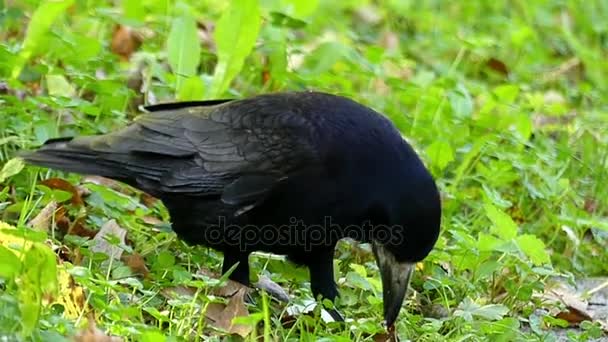 Eine lustige schwarze Krähe sucht etwas auf einem grünen Rasen in Slo-mo — Stockvideo