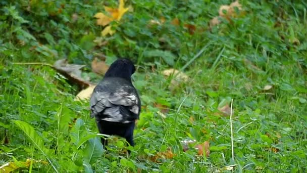 Eine große schwarze Krähe spaziert an einem sonnigen Tag im Slo-mo auf einem grünen Rasen — Stockvideo