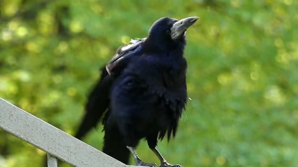 Eine Krähe schüttelt ihre Feder und schaut rundlich auf Geländer im Slo-mo — Stockvideo