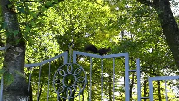 Una ardilla negra salta sobre una valla metálica en un parque en slo-mo — Vídeo de stock