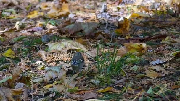 Un pequeño tomtit camina sobre un césped y busca comida en un parque en slo-mo — Vídeo de stock