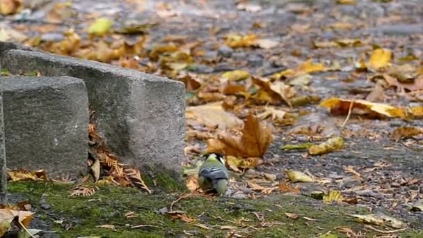 Un pequeño tomtit camina sobre un césped verde con hojas oxidadas en slo-mo — Vídeos de Stock