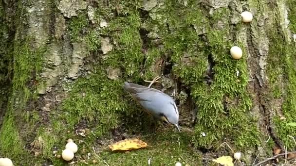 Küçük bir tomtit bir ağaç gövdesinde slo-mo Sonbahar geldi — Stok video