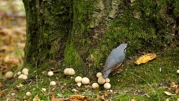 Eine kleine Tomtit klettert im Herbst im Slo-mo auf einen Baumstamm — Stockvideo
