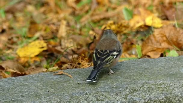 Ein kleiner Sperling sitzt auf einem großen Stein in einem Park im Herbst in slo-mo — Stockvideo