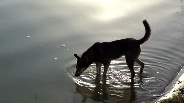 En Blandras hund dricker vatten från en sjö vid solnedgången i slo-mo — Stockvideo