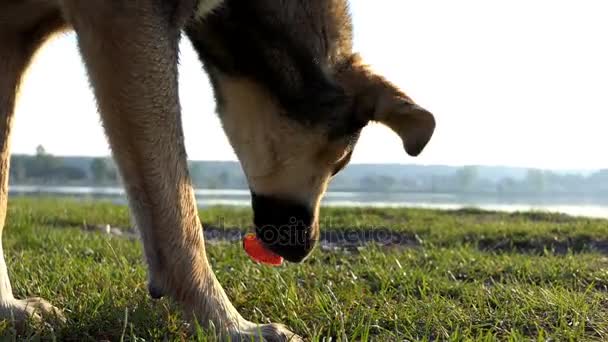 Bir sokak köpeği sosis bir dilim bir gölde slo-mo gün batımında yiyor — Stok video