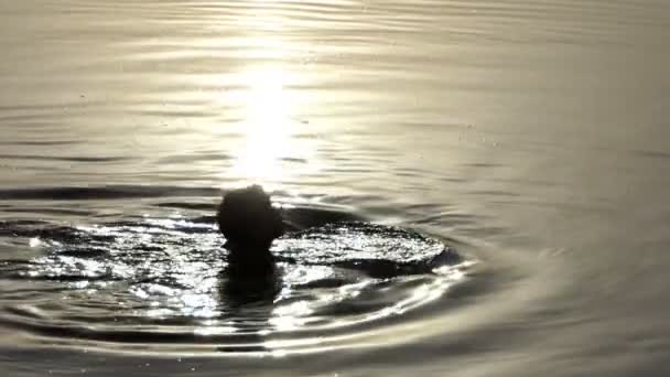 Uma mulher nada em águas do lago ao pôr do sol em slo-mo — Vídeo de Stock