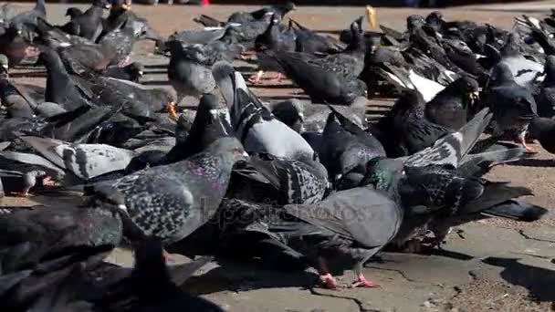 许多灰鸽在斯洛伐克的阳光广场上寻找谷物 — 图库视频影像