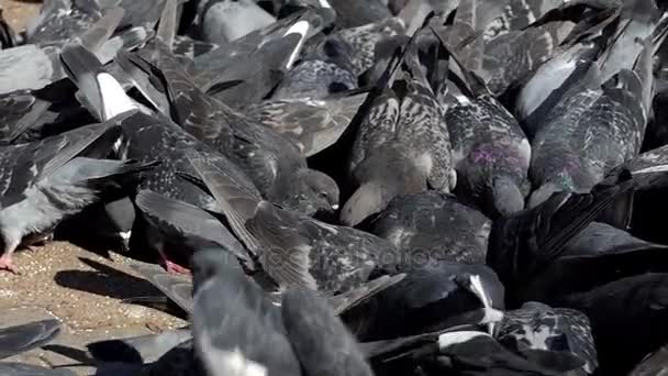 Een kudde grijze duiven eten graan op een zonnige plein in slo-mo — Stockvideo