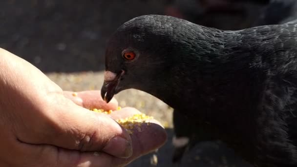 Una mujer alimenta a las palomas grises con grano en un día soleado en slo-mo — Vídeo de stock