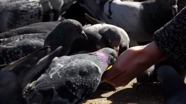Una mujer da grano a las palomas grises en un día soleado en slo-mo — Vídeo de stock