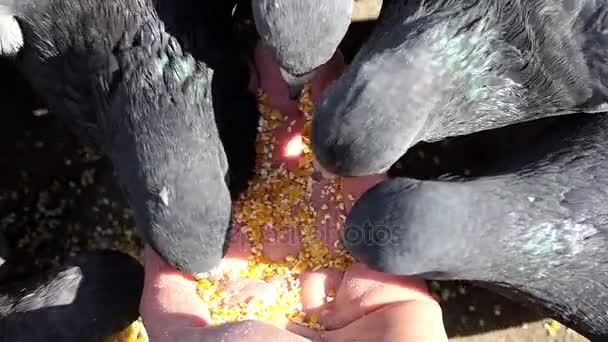 Les jolies colombes sont nourries avec du grain par une femme amicale à Xo@-@ mo — Video