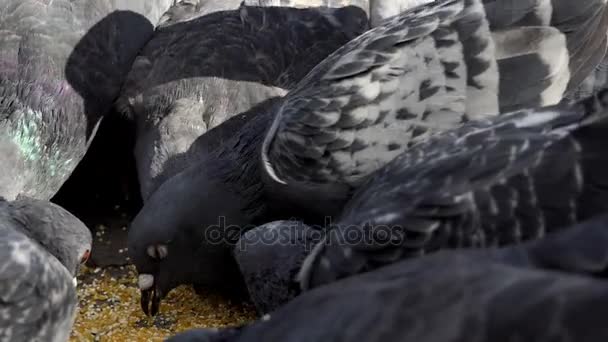 Мирних голубів годує зерно хорошою жінкою в шлю-мо — стокове відео