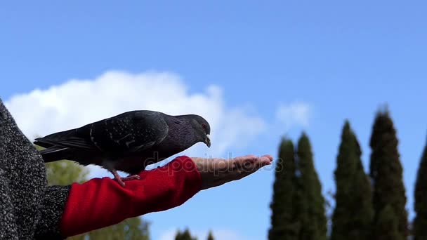 Une colombe grise mange le grain d'une main d'une femme à Pékin — Video