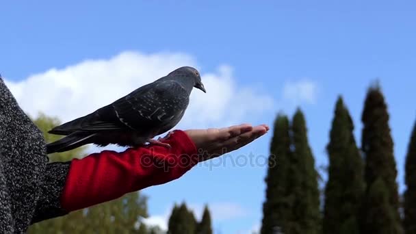 Una paloma de la paz come grano de una mano de una mujer en slo-mo — Vídeos de Stock