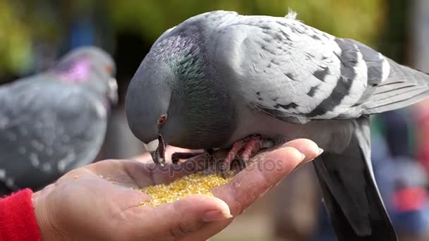 Een gelukkig duif neemt graan vanuit een palm van een vrouw in slo-mo — Stockvideo
