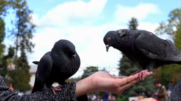 Duas pombas se sentam em uma mão de uma mulher com grãos em slo-mo — Vídeo de Stock
