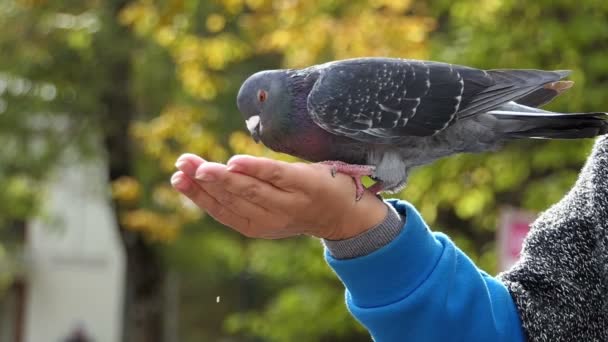 Een grijze duif eet gele graan van een vrouwelijke hand in slo-mo — Stockvideo