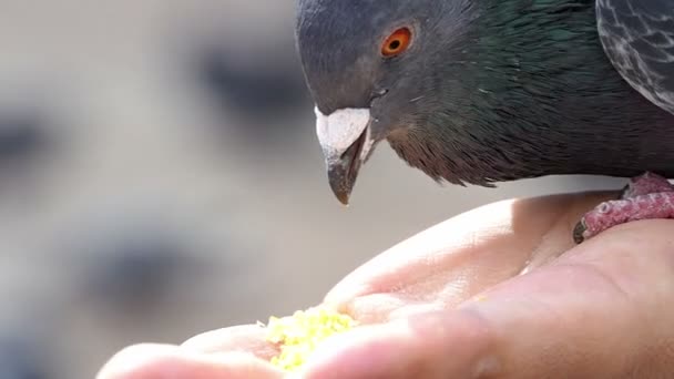 Крупный план голубя, клюющего зерно с женской руки в сло-мо — стоковое видео