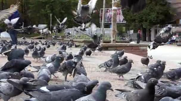 Багато сірих голубів шукають зерно на сонячній площі в шлю-мо — стокове відео