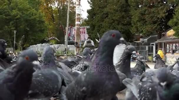 Um bando de pombas cinzentas procuram grãos em um quadrado ensolarado em slo-mo — Vídeo de Stock