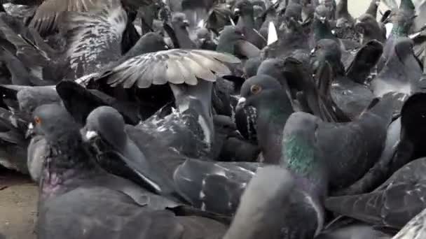 Muchas palomas grises comen grano en un día soleado en slo-mo — Vídeo de stock