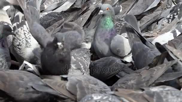 Una multitud de palomas atascan la plaza de la ciudad en slo-mo — Vídeo de stock
