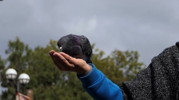 Vrouwelijke hand houdt duiven op een zonnige dag in de herfst in slo-mo — Stockvideo