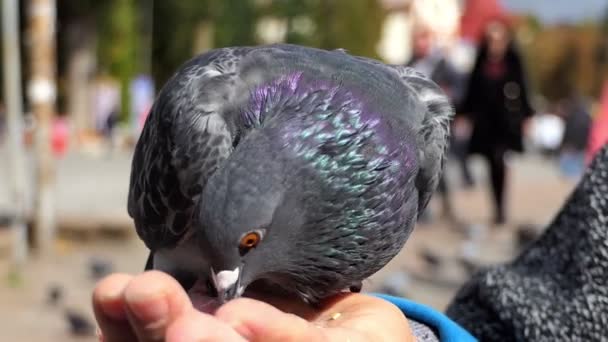 Een duif rust eet graan van een vrouwelijke hand in slo-mo — Stockvideo
