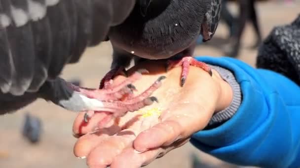 Eine glückliche Taube pickt Körner von einer weiblichen Hand in slo-mo — Stockvideo