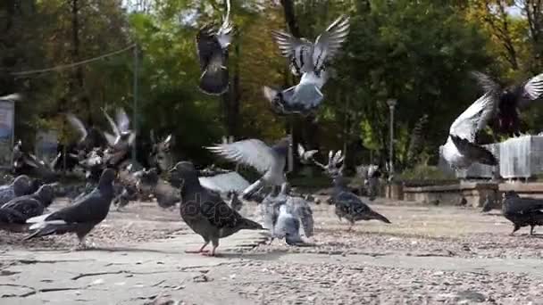Grijze duiven vliegen en lopen op een zonnige plein in slo-mo — Stockvideo