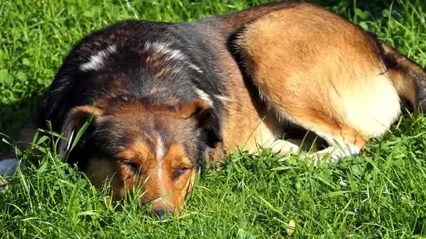 En mångfärgad hund sover på en grön gräsmatta på en solig dag i slo-mo — Stockvideo