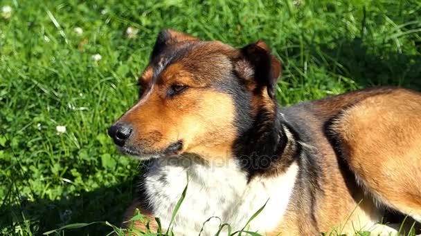 Çok renkli bir köpek slo-mo güneşli bir günde bir yeşil çimenlerin üzerinde yatıyor — Stok video