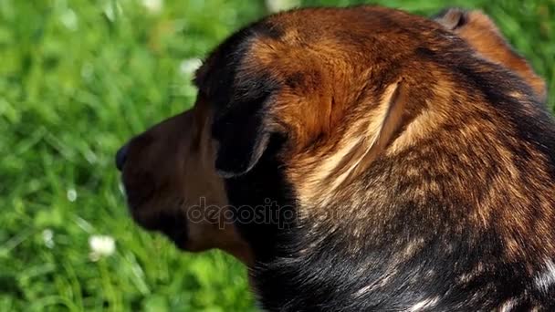 Дружній собака лежить на зеленому газоні в сонячний день в шлю-мо — стокове відео