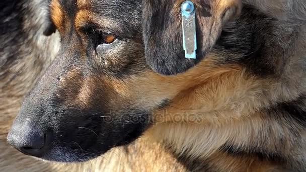 Üzücü bir sokak köpeği slo-mo güneşli bir günde döşenmiş bir kaldırımda yatıyor — Stok video