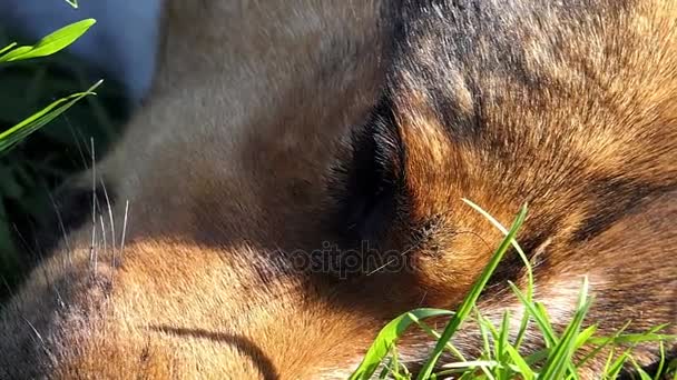 Uyuyan bir köpek slo-mo yeşil çim üzerinde yalan — Stok video