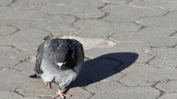 Een vriendelijke duif wandelingen op een betegelde stoep in slo-mo — Stockvideo