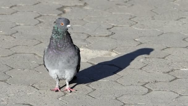 Eine graue Taube geht auf einem gefliesten Bürgersteig in Slo-mo — Stockvideo