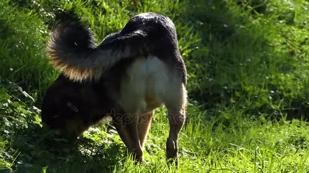Çok renkli bir sokak köpeği bir çim slo-mo bir gerçekleşir — Stok video