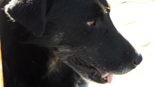 Um cão preto senta-se e pensa sobre sua triste vida em slo-mo — Vídeo de Stock