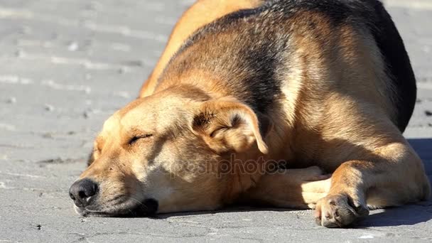 Een bruine hond slaapt op een grijze stoep in slow motion — Stockvideo