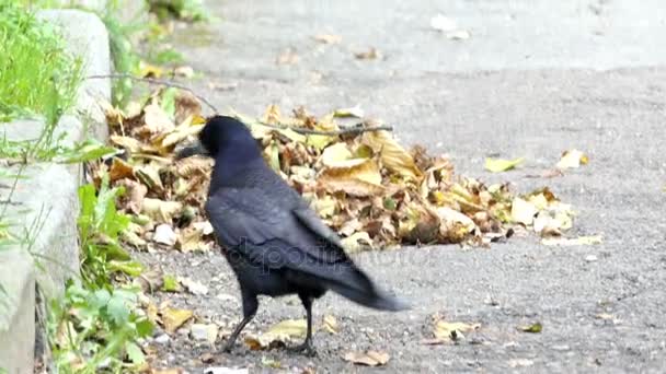 Un corvo nero cammina vicino a un bordo molle in autunno in rallentatore — Video Stock