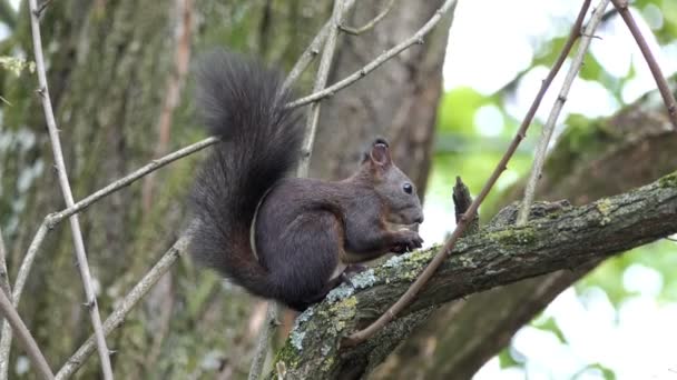 Un bel écureuil mange un peu de noix sur une branche d'arbre à Xo@-@ mo — Video