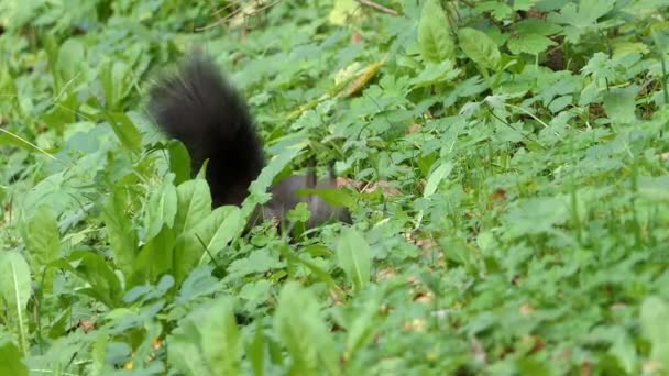 En svart ekorre stå upp och äter ett ekollon på en gräsmatta i slo-mo — Stockvideo