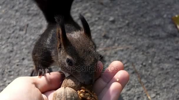 En kvinnlig hand matar en svart ekorre med knäckt nötter i slo-mo — Stockvideo