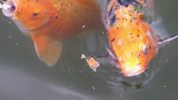 Trois gros poissons oranges attrapent des morceaux de pain dans un étang . — Video