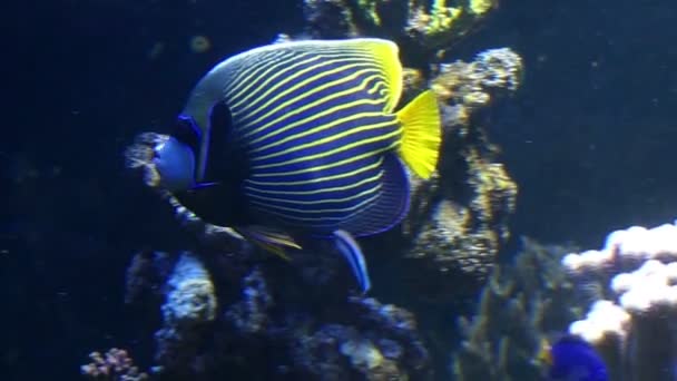 Een blauw en wit tropische en platte vis zwemt in de buurt van een rif in slo-mo — Stockvideo