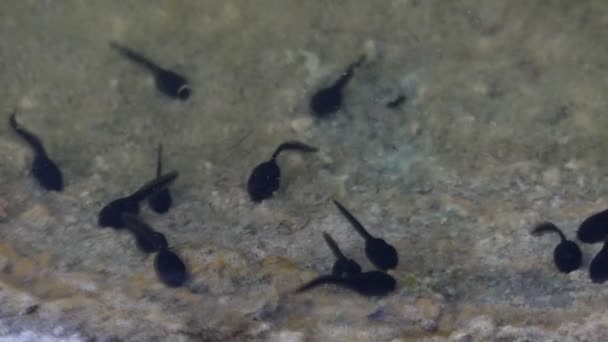 Черная молодая рыба с тонкими хвостами на песчаном дне реки — стоковое видео